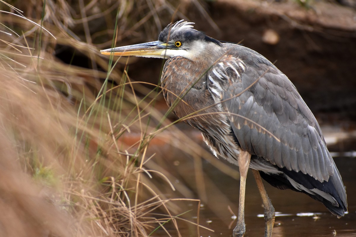 Great Blue Heron - Phillip Salzinger