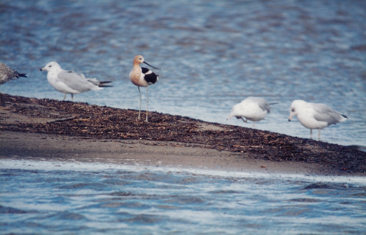 Avocette d'Amérique - ML314106241