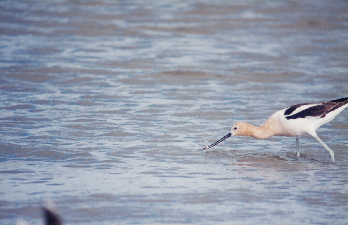 Avocette d'Amérique - ML314106271