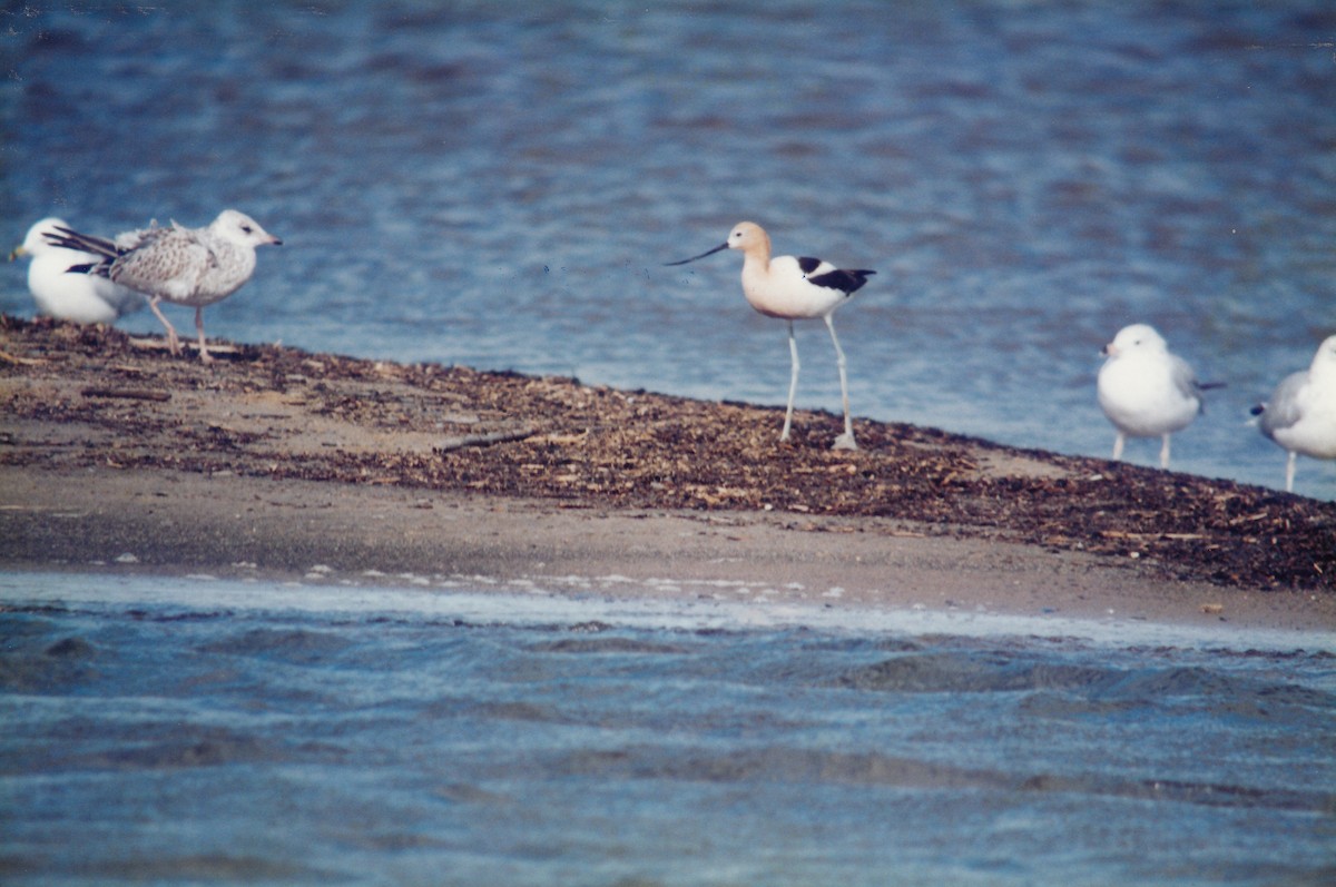 Avocette d'Amérique - ML314106341