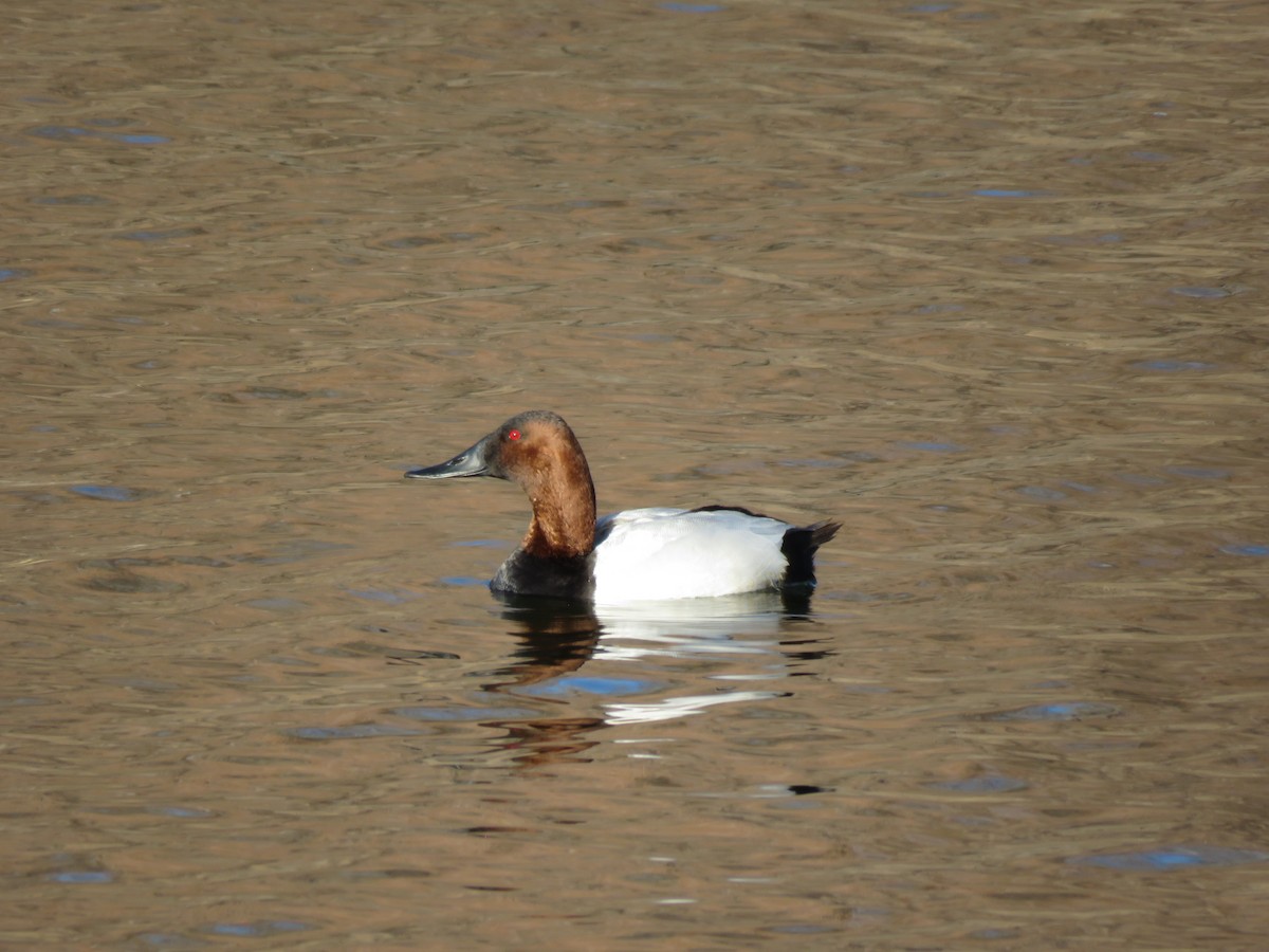 Canvasback - Clayton  Peoples