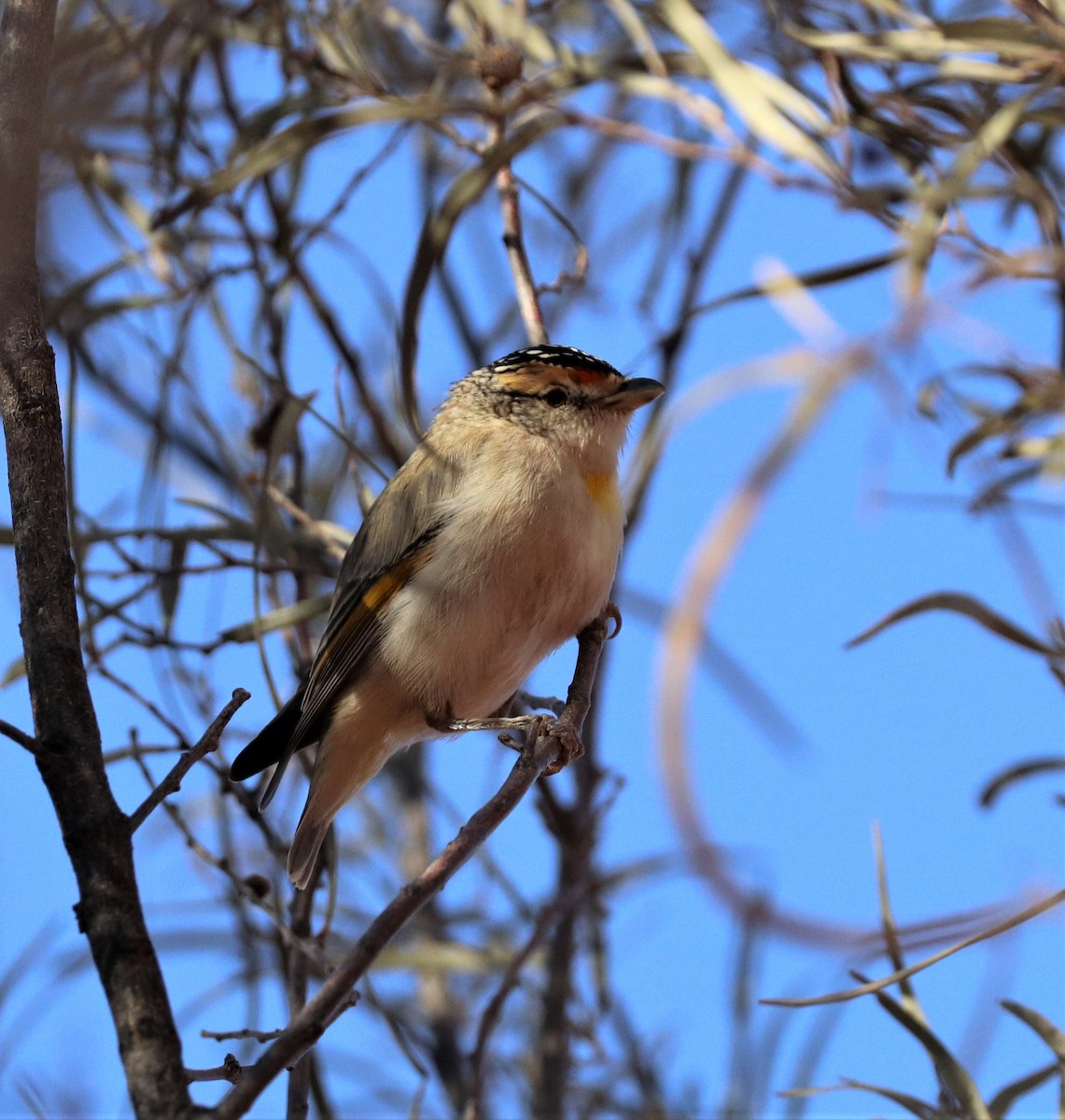 Red-browed Pardalote - ML314108341