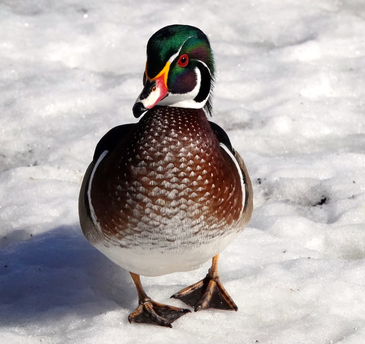 Wood Duck - ML314108751