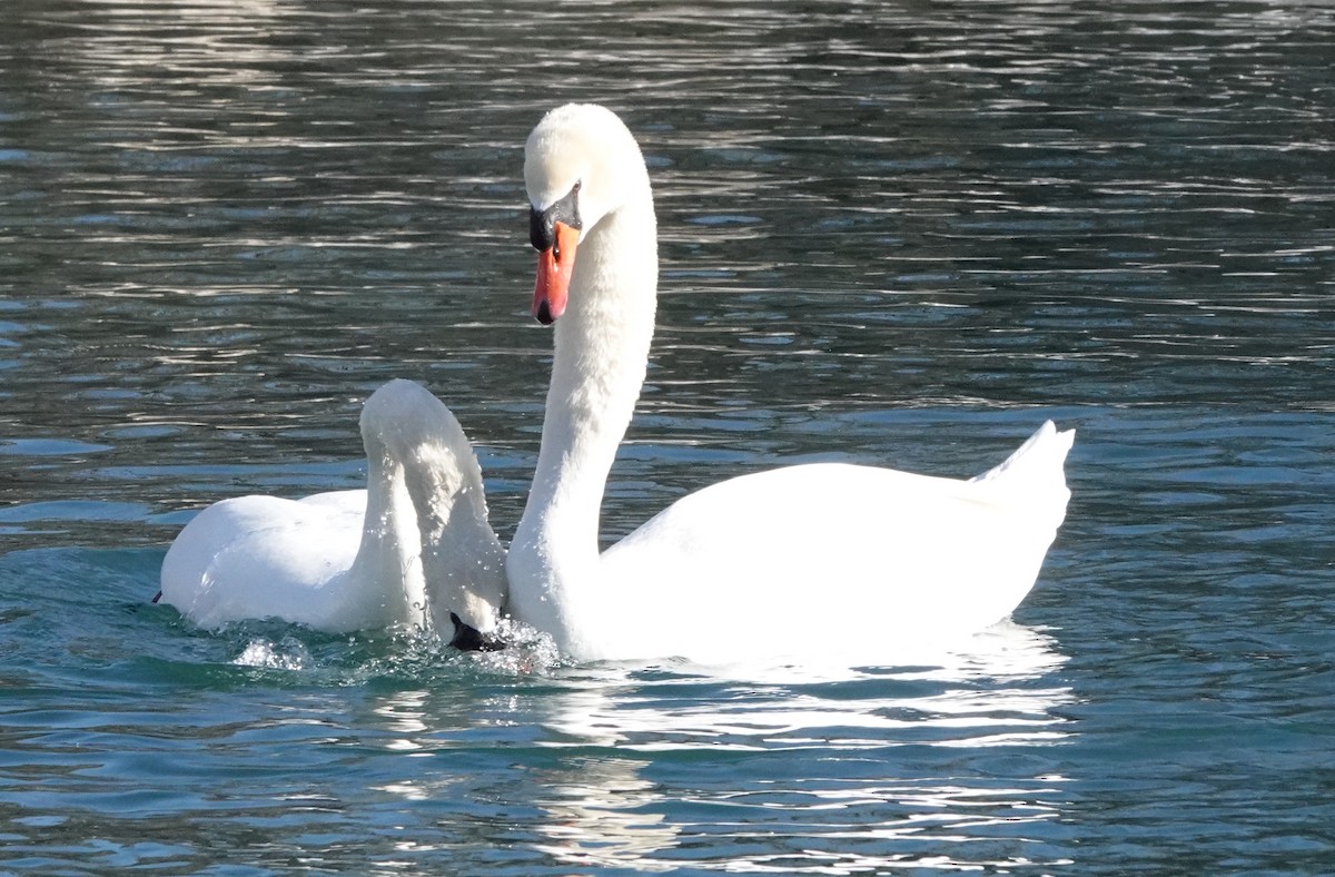 Mute Swan - Mary Kvasnic