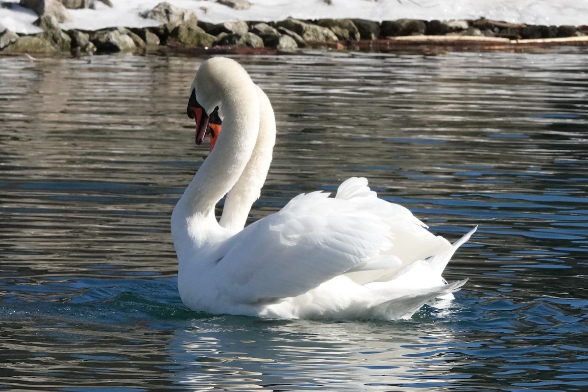 Mute Swan - ML314108951