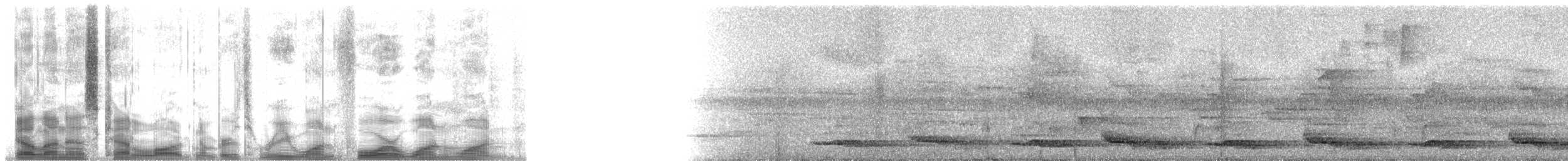 Spotted Wood-Quail - ML31411