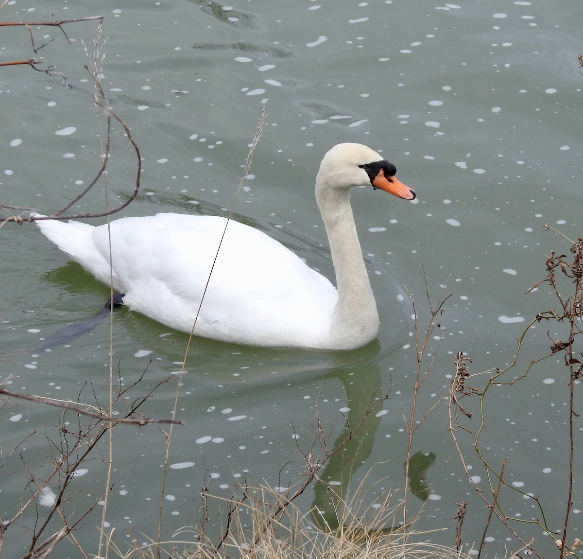 Mute Swan - ML314110281