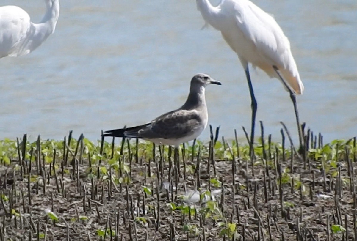 Mouette atricille - ML31411031