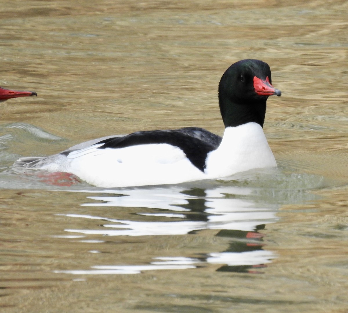 Common Merganser - ML314110391