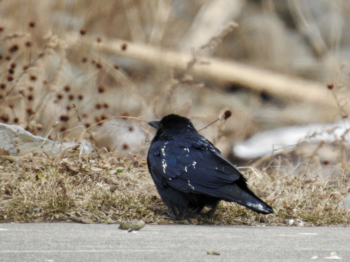 Fish Crow - ML314110541