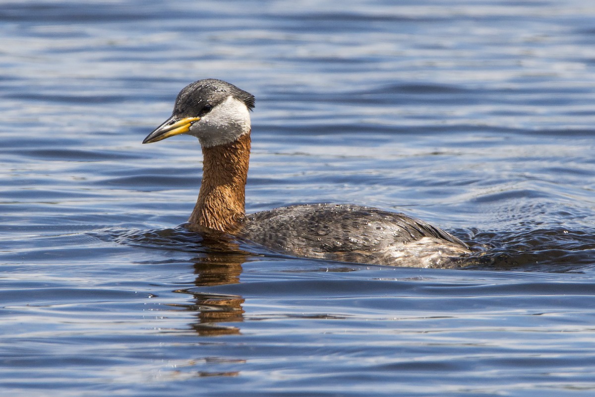 Red-necked Grebe - ML314110961