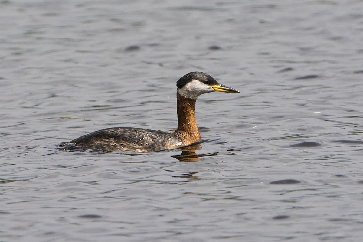 Red-necked Grebe - ML314110981