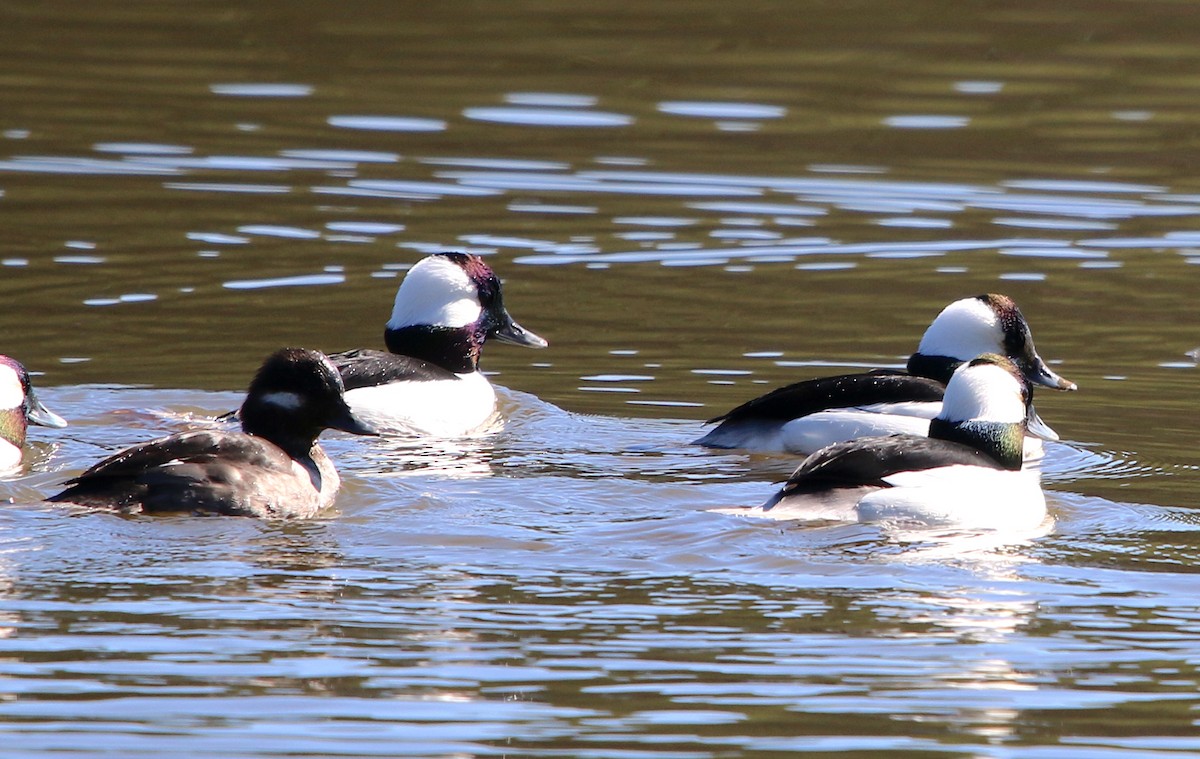 Bufflehead - ML314111871
