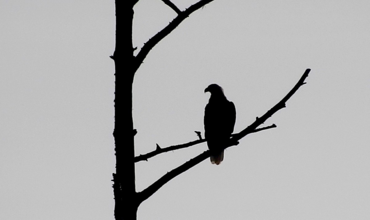 Bald Eagle - Van Remsen