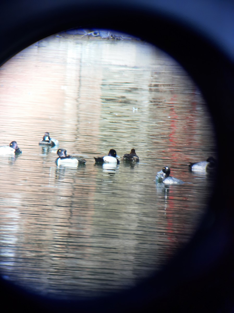 Lesser Scaup - ML314112451