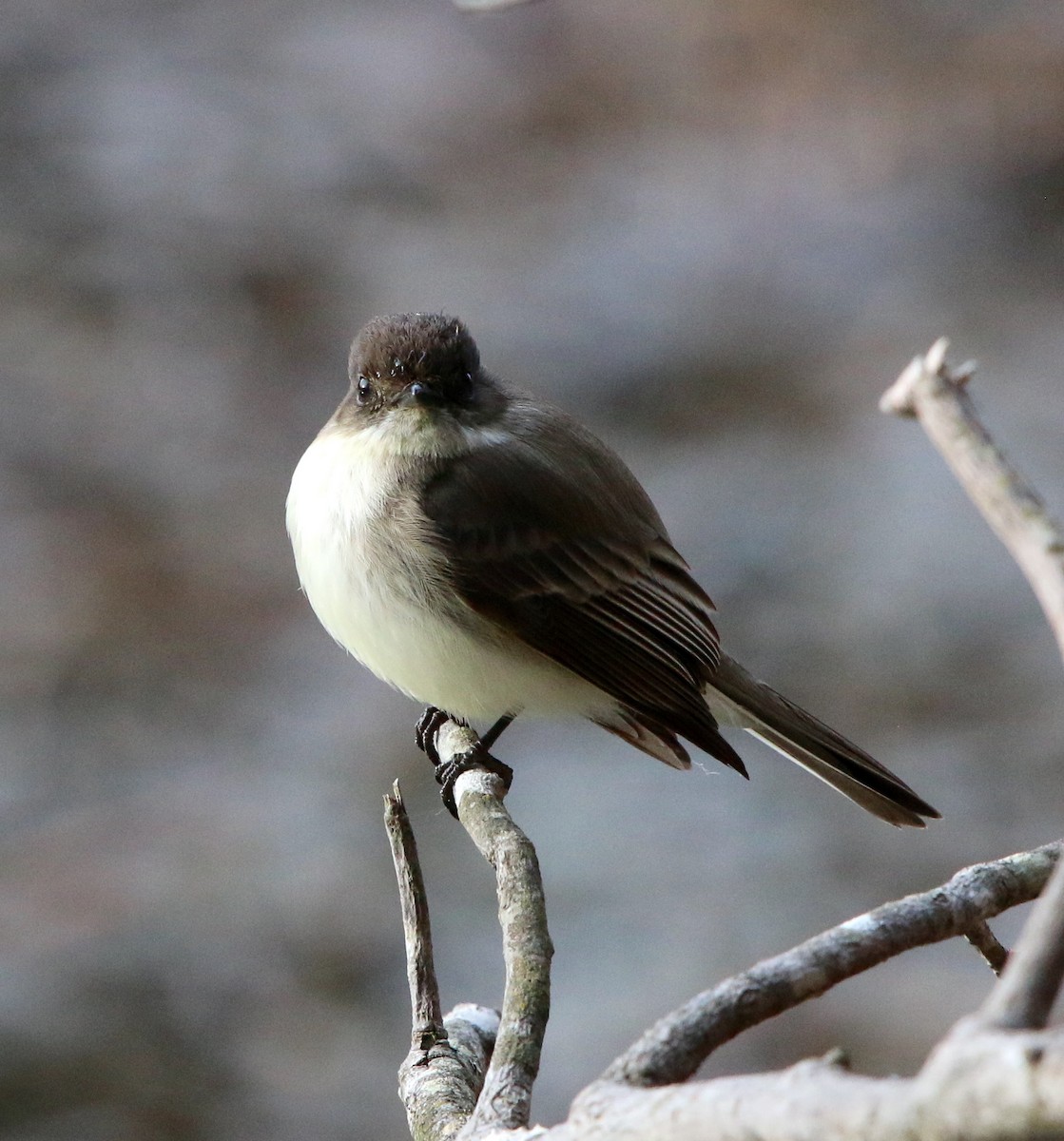 Eastern Phoebe - ML314112521