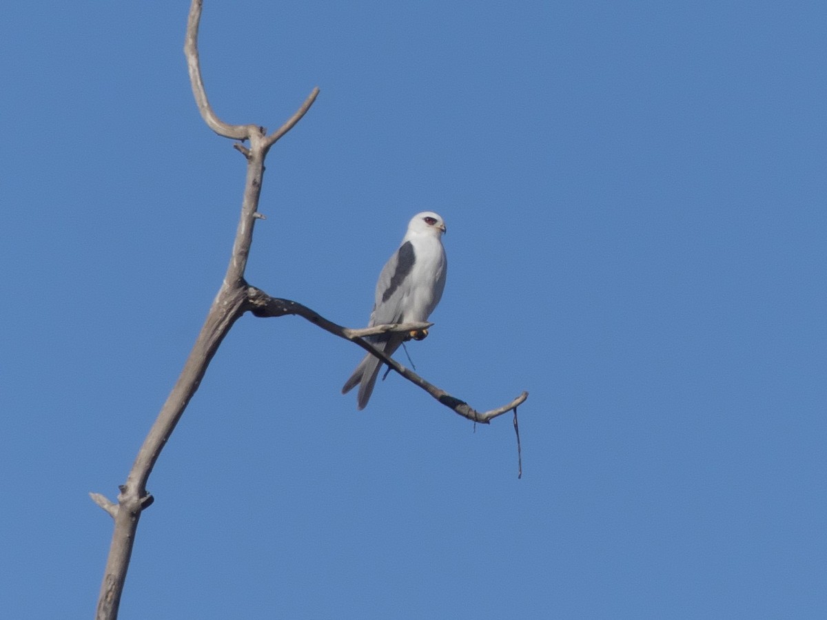 White-tailed Kite - ML314112751