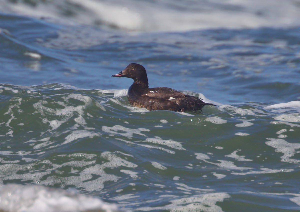 White-winged Scoter - Andrew Kenny