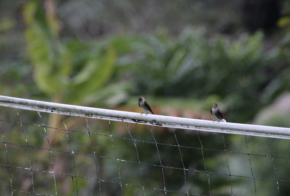 Northern Rough-winged Swallow - ML314113191