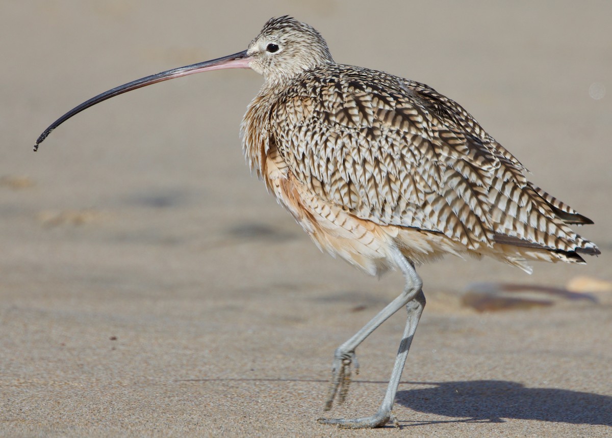 Long-billed Curlew - Andrew Kenny
