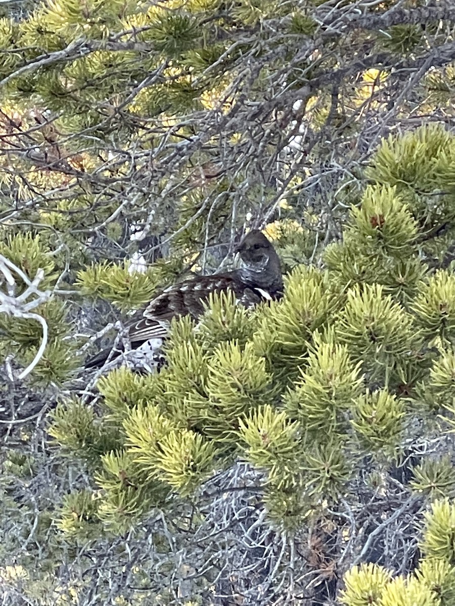 Dusky Grouse - ML314115791