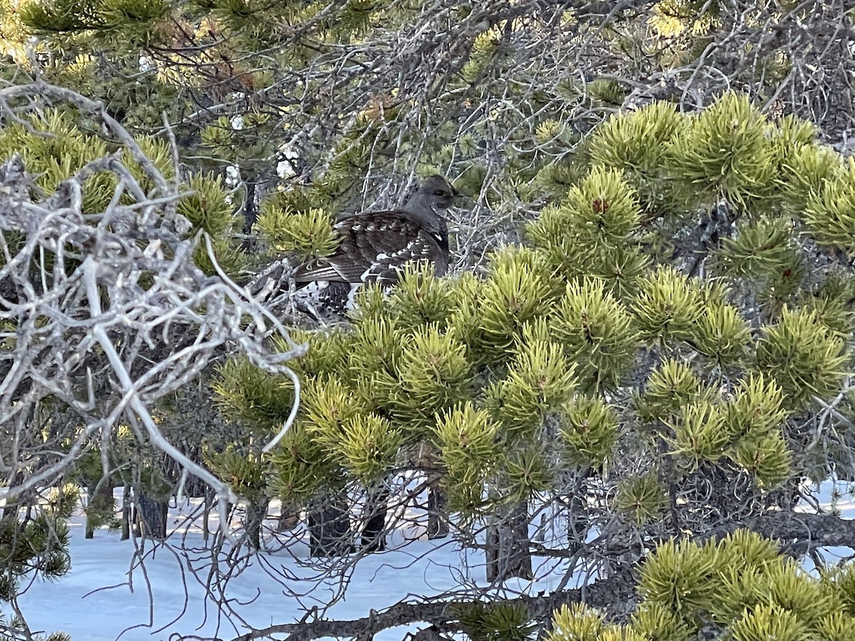 Dusky Grouse - ML314115821