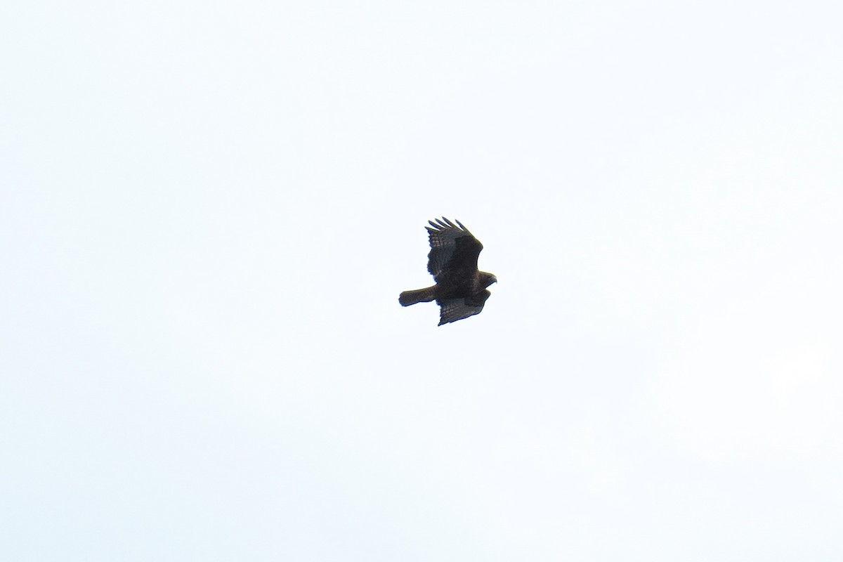 Red-tailed Hawk - ML314117841