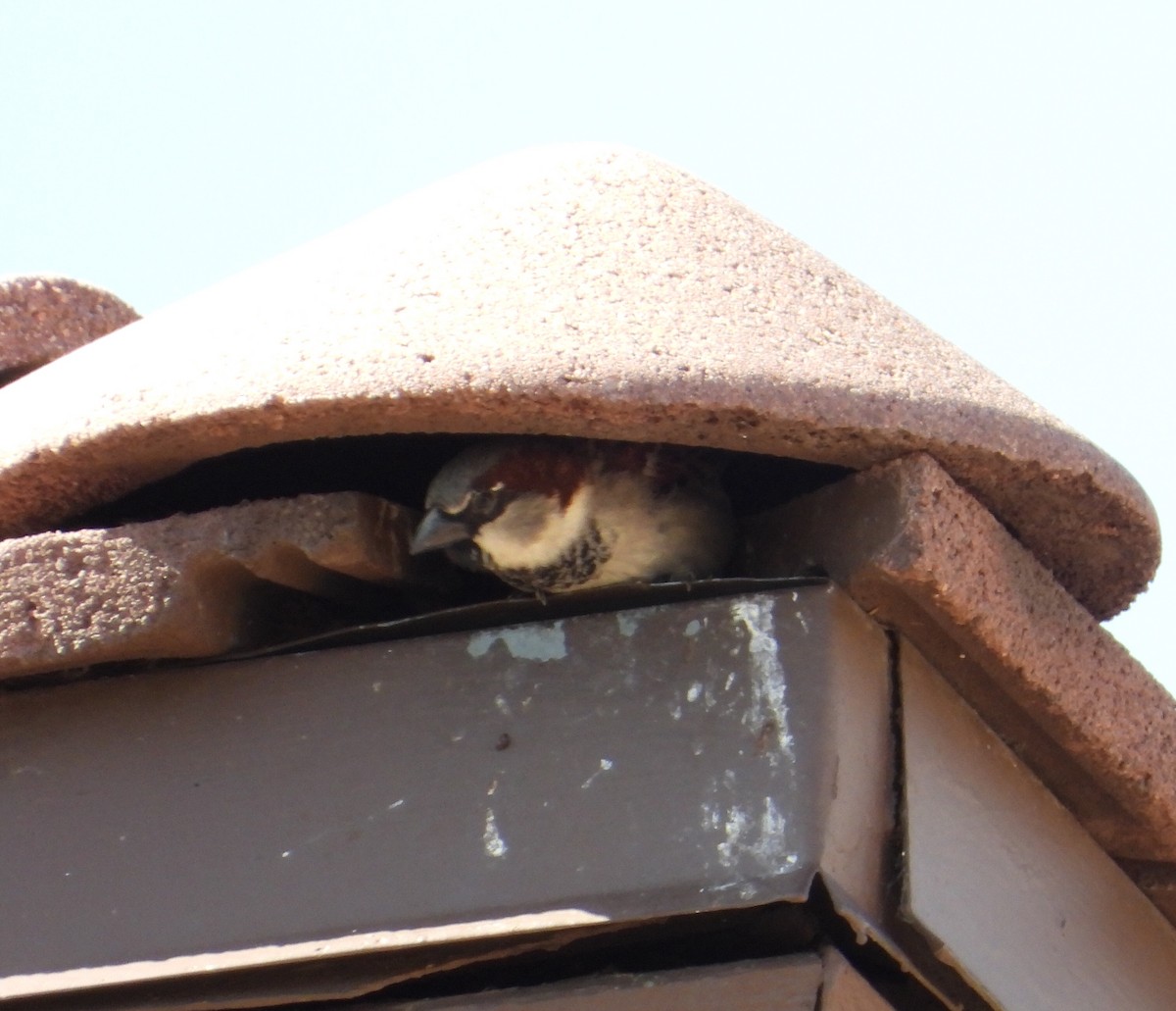 House Sparrow - ML314117891