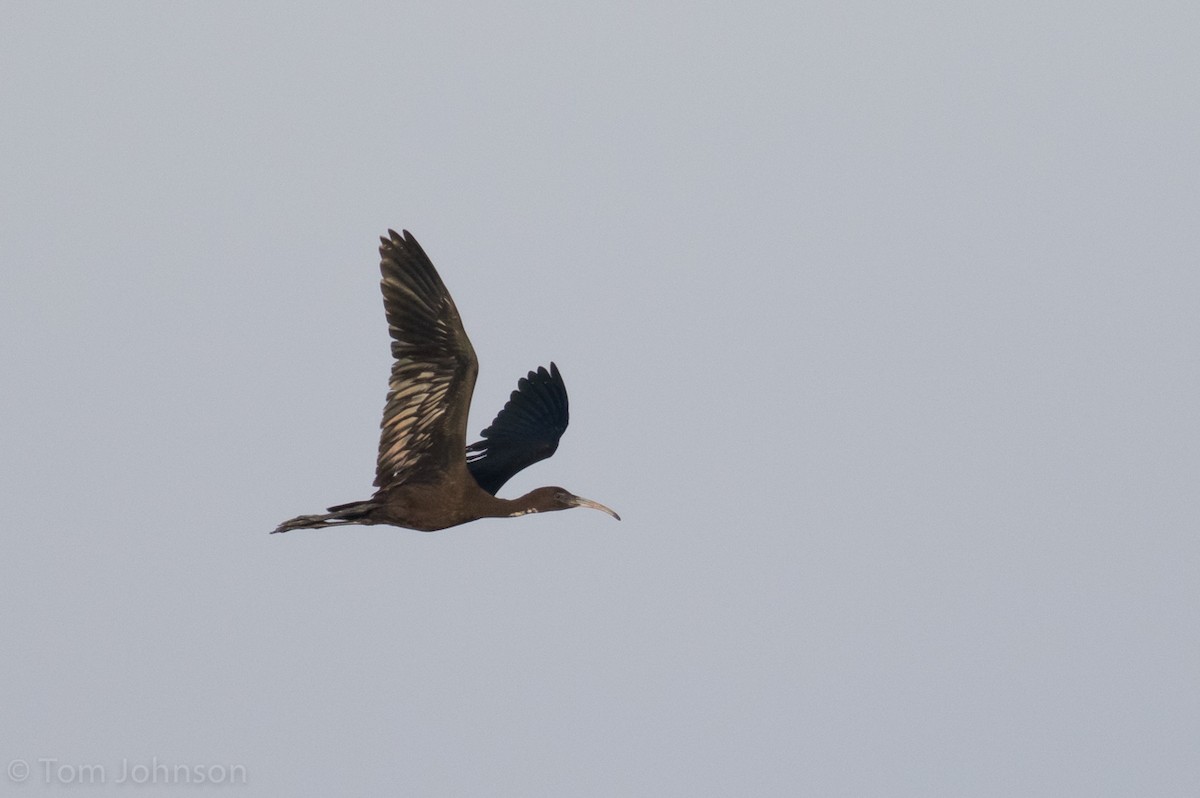 Glossy Ibis - ML31411801