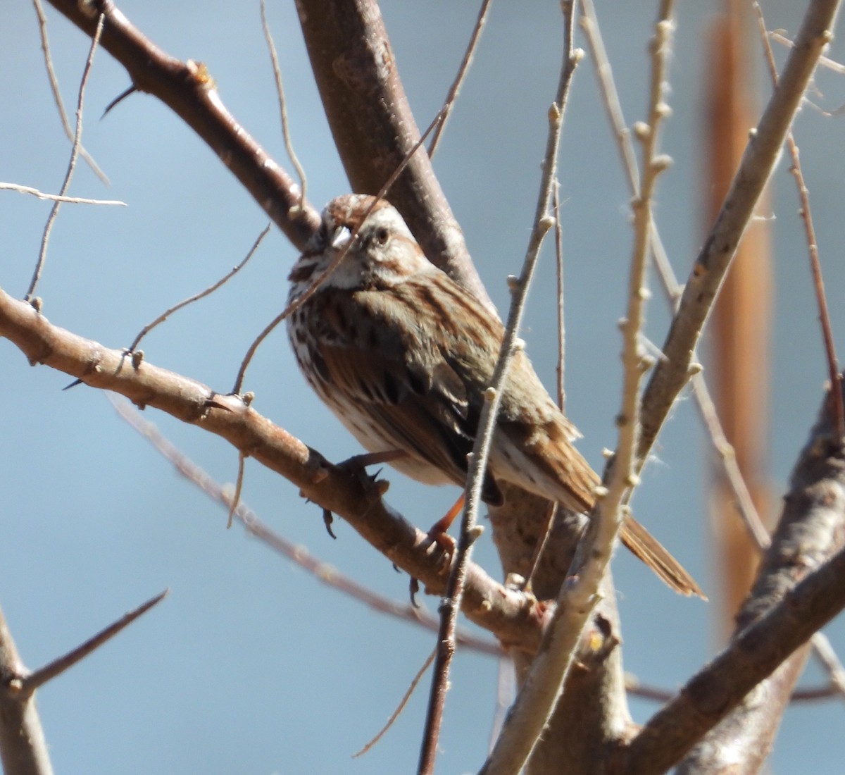 Song Sparrow - ML314118661