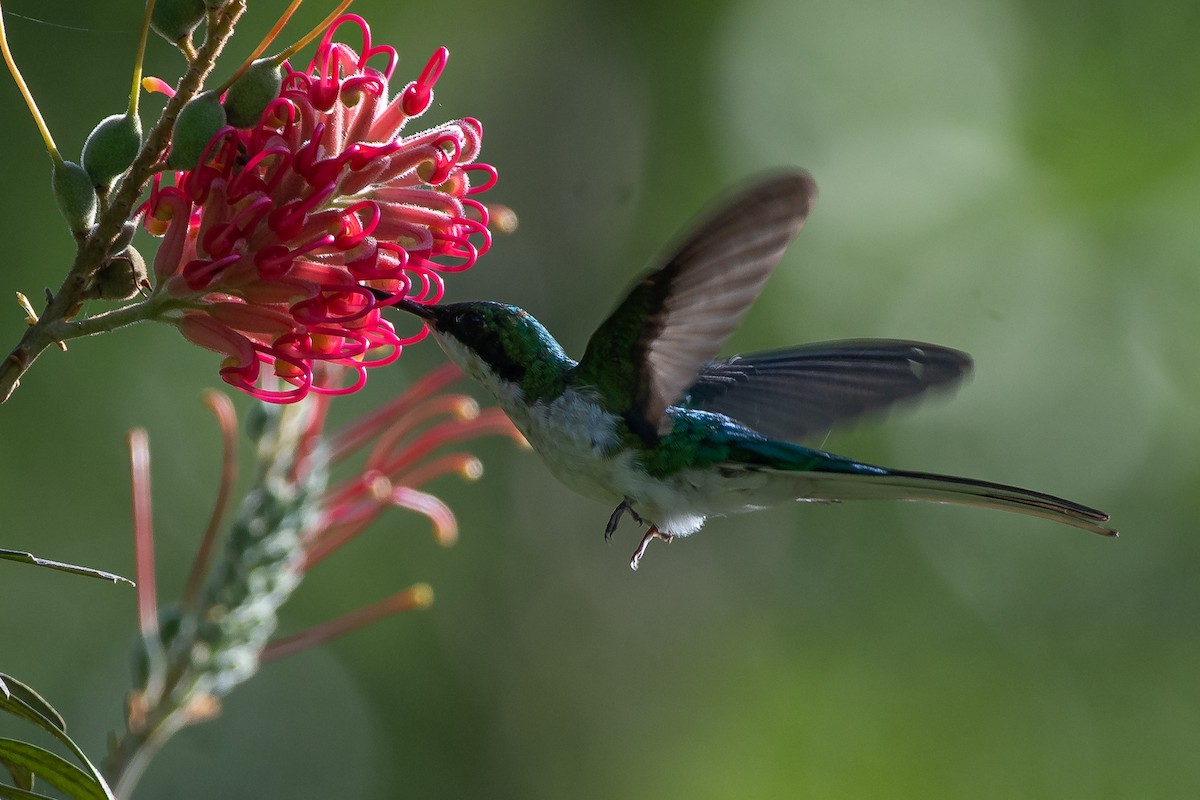 Black-eared Fairy - ML314119811