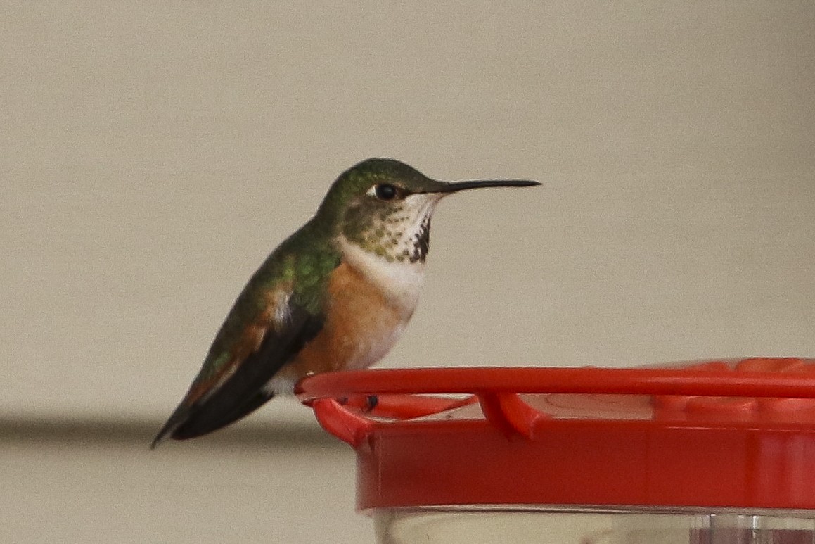 Rufous Hummingbird - Jefferson Shank