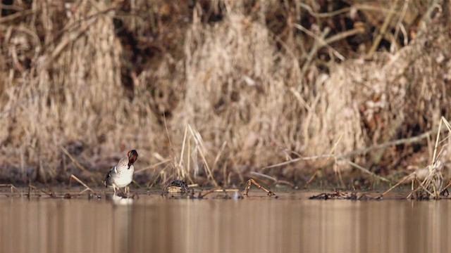 Green-winged Teal - ML314120591