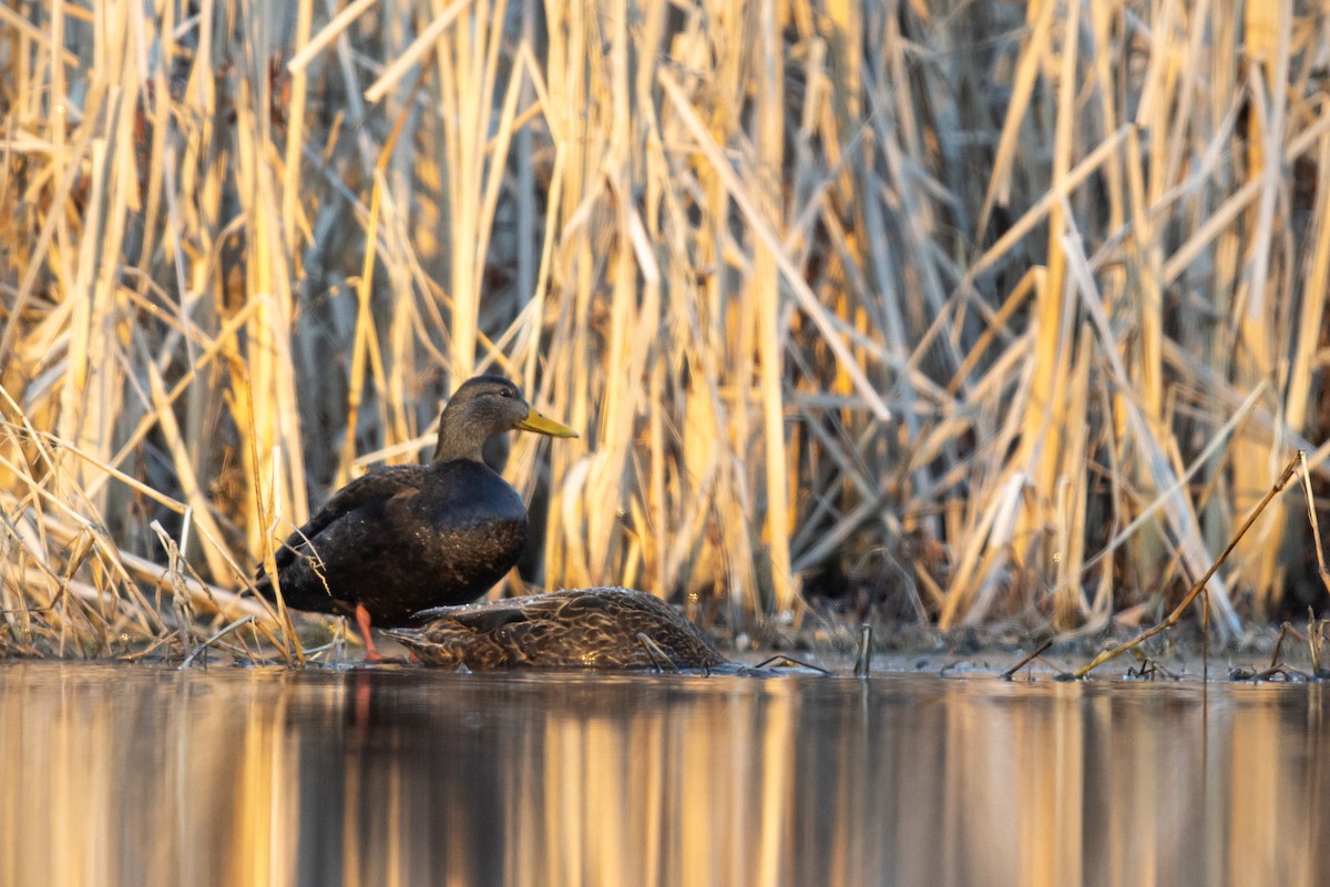 Canard noir - ML314120611