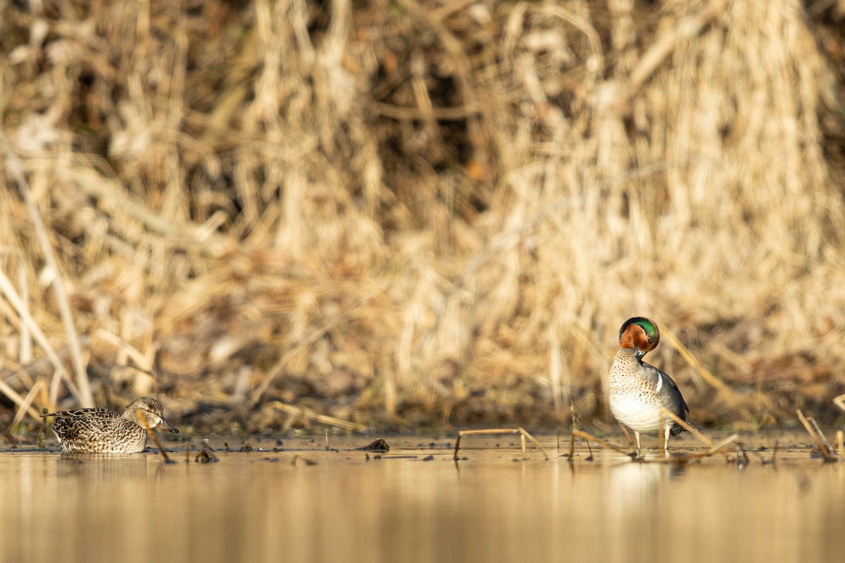 Green-winged Teal - ML314120661