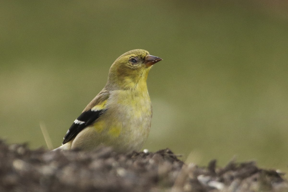 American Goldfinch - ML314120961