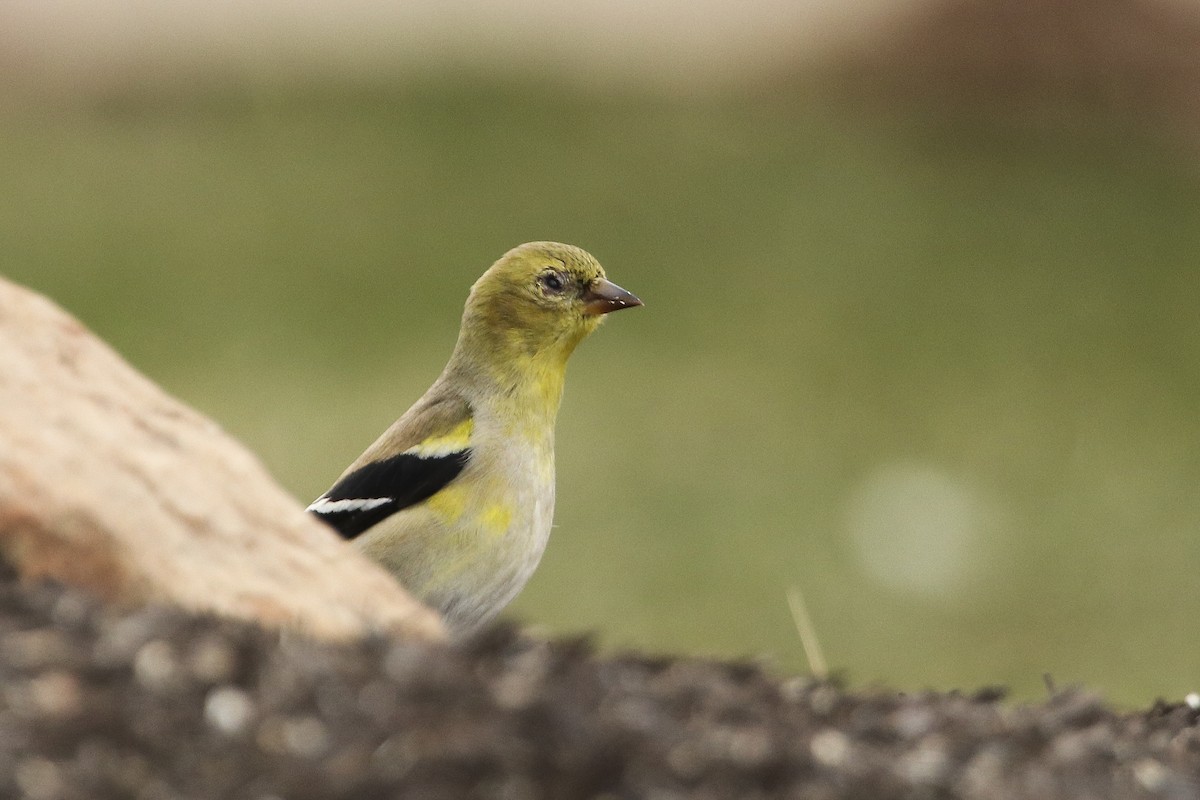 American Goldfinch - ML314121061