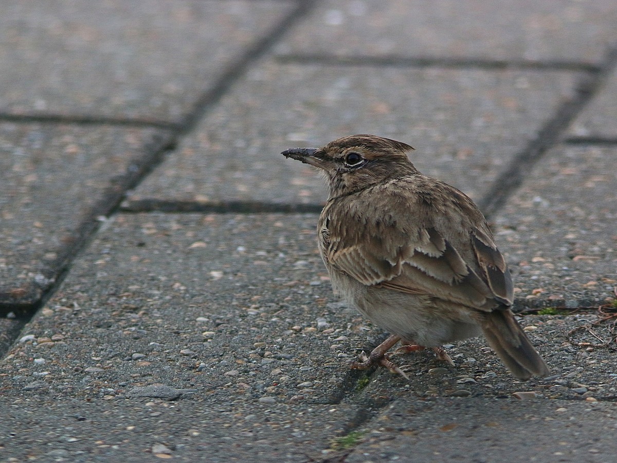 Crested Lark - ML314121141