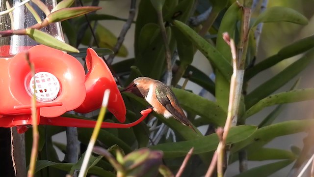 chaparralkolibri - ML314121751