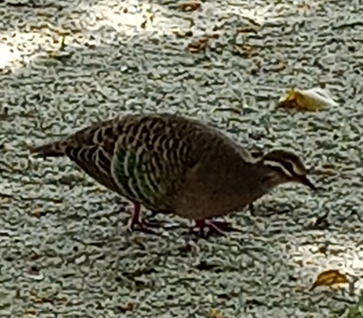 Common Bronzewing - ML314122671