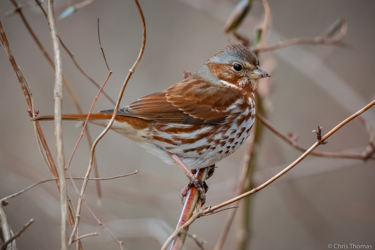 Fox Sparrow - ML314123191