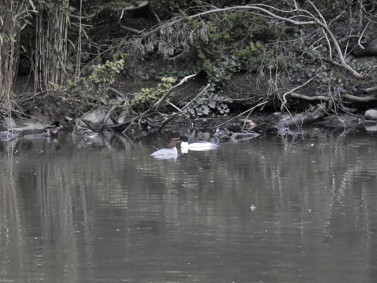 Крех великий (підвид merganser/orientalis) - ML314123641