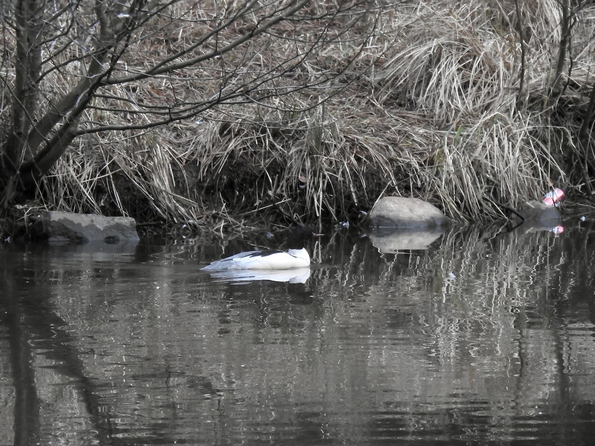 morčák velký (ssp. merganser/orientalis) - ML314123651