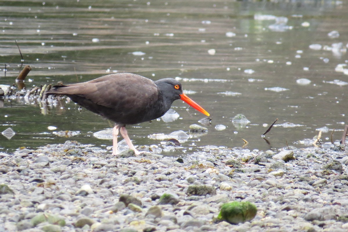 Black Oystercatcher - Denis Tétreault