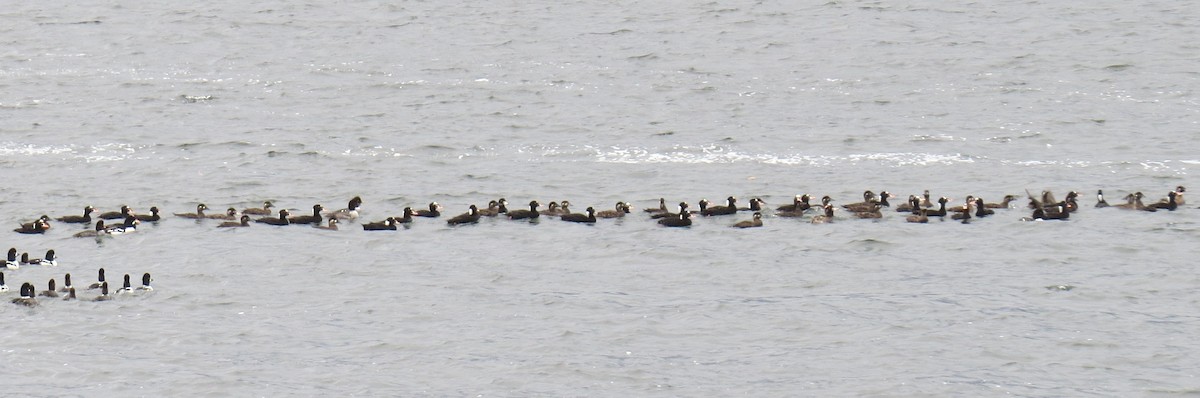 Surf Scoter - ML314125831