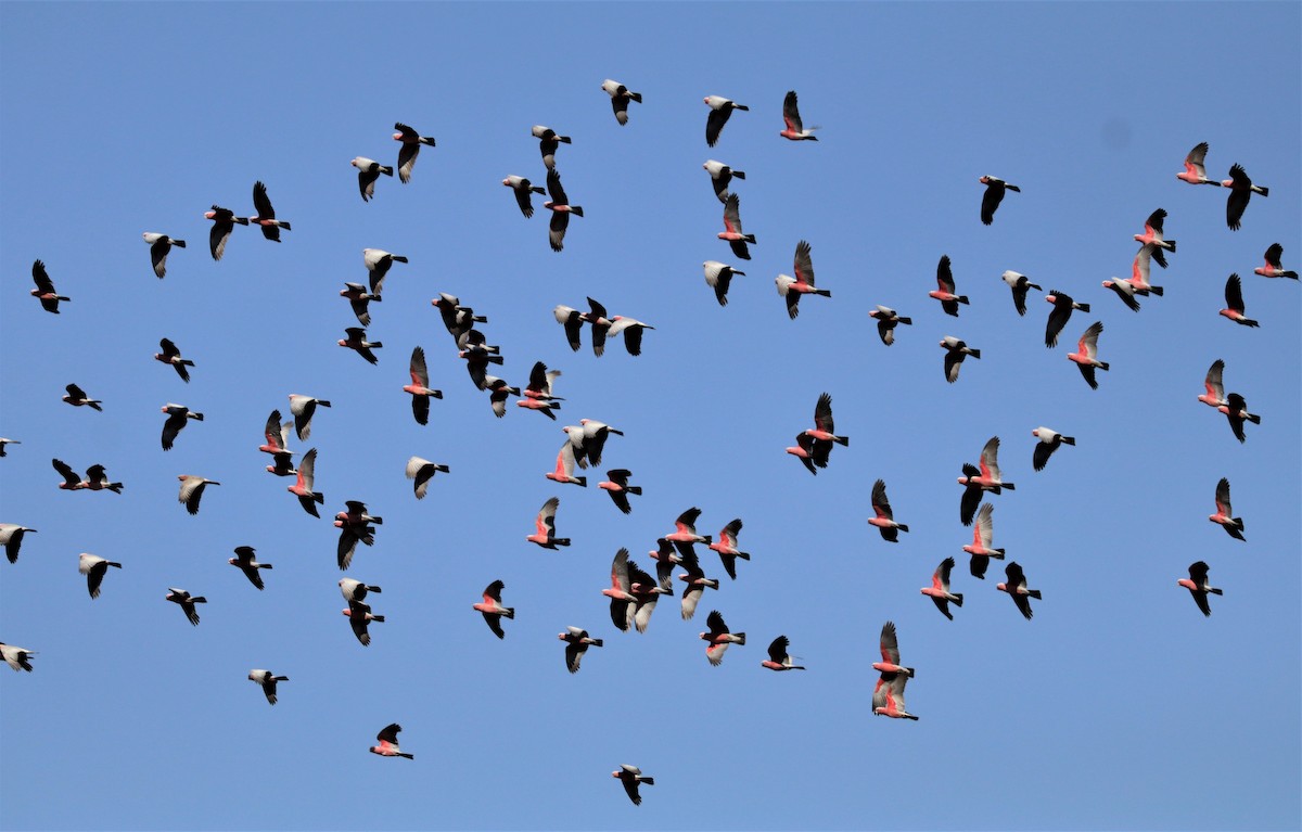 Cacatúa Galah - ML314126771