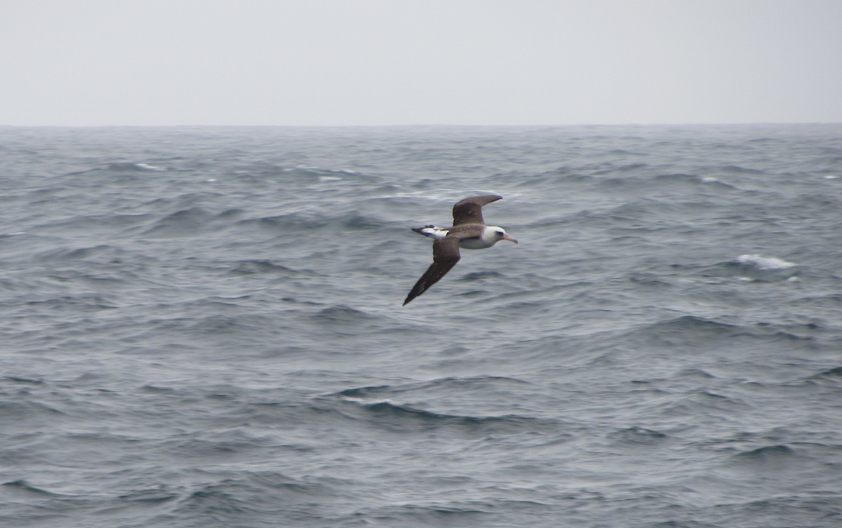 Laysan Albatross - ML314127361