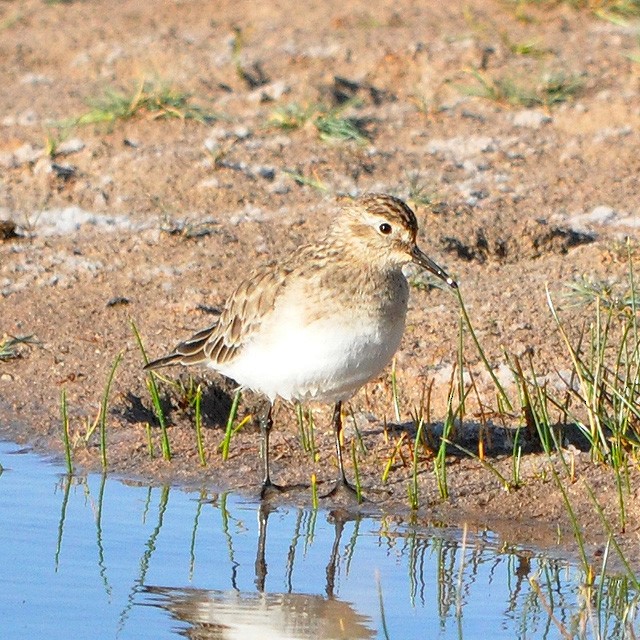 Bairdstrandläufer - ML314128501