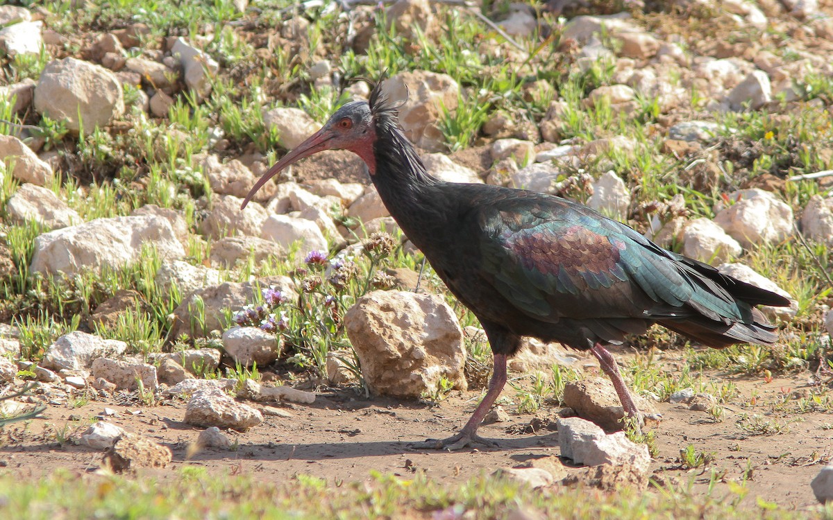 ibis skalní - ML314128851