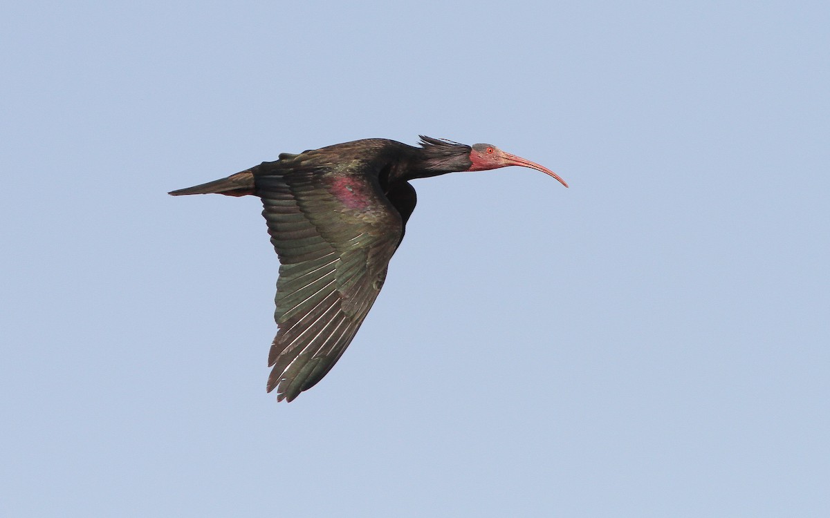 ibis skalní - ML314128861